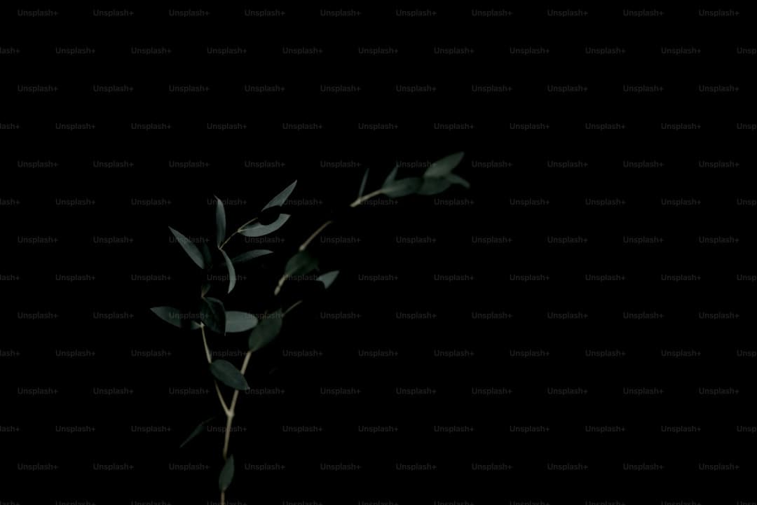 文质彬彬·每日好词语|韬光养晦